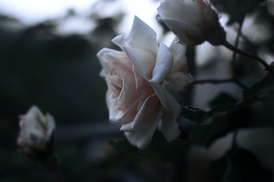白玫瑰特写摄影术